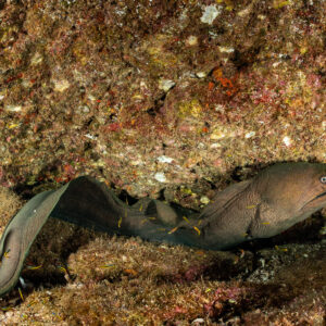 Panamic green moray stretched out under a ledge with tiny fish around it, Cabo Pearce (Socorro), Revillagigedo, Mexico