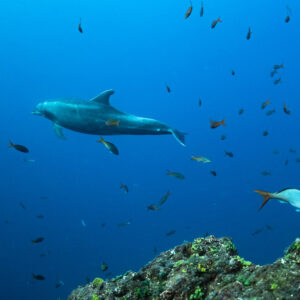 Bottlenose dolphin swimming among reef fish near a rocky outcrop, Cabo Pearce (Socorro), Revillagigedo, Mexico