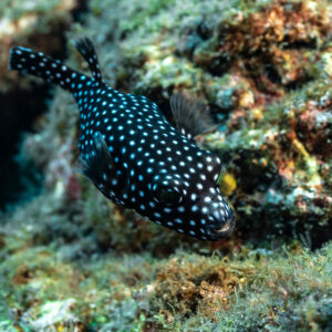 Guineafowl puffer in black phase with white spots swimming over the reef, Cabo Pearce (Socorro), Revillagigedo, Mexico