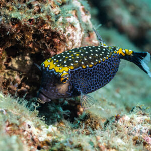 Male spotted boxfish with yellow-edged blue body swimming close to the rocks, Cabo Pearce (Socorro), Revillagigedo, Mexico