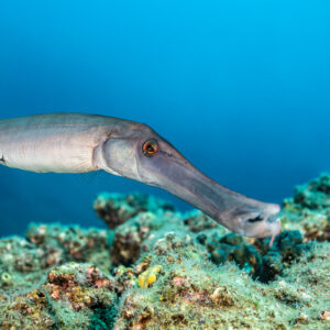 Chinese trumpetfish in grey phase swimming over the reef, side view, Cabo Pearce (Socorro), Revillagigedo, Mexico