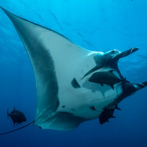 Giant oceanic manta ray from below with remoras on its white belly, Cabo Pearce (Socorro), Revillagigedo, Mexico