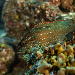Flag cabrilla with white spots resting among orange encrusting sponges, Cabo Pearce (Socorro), Revillagigedo, Mexico