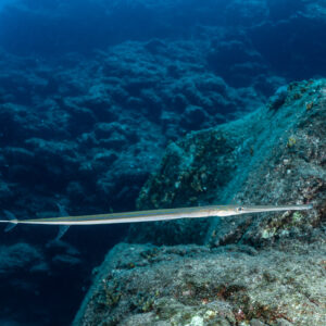 Reef cornetfish swimming horizontally along a rocky slope, Cabo Pearce (Socorro), Revillagigedo, Mexico