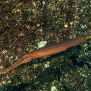 Chinese trumpetfish in brown phase swimming diagonally over encrusted rock, Cabo Pearce (Socorro), Revillagigedo, Mexico