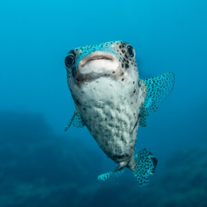 Spot-fin porcupinefish facing the camera in open blue water, vertical, Cabo Pearce (Socorro), Revillagigedo, Mexico