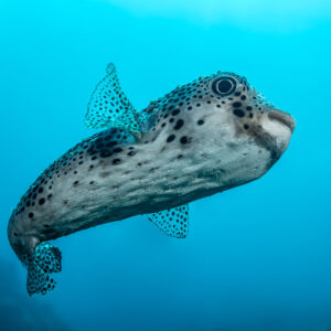 Spot-fin porcupinefish swimming in open blue water, three-quarter view, Cabo Pearce (Socorro), Revillagigedo, Mexico