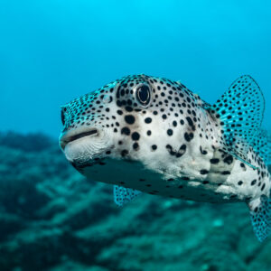 Close-up of spot-fin porcupinefish face above the rocky reef, Cabo Pearce (Socorro), Revillagigedo, Mexico