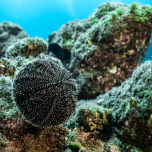 Dark sea urchin wedged between algae-covered rocks against blue water, Cabo Pearce (Socorro), Revillagigedo, Mexico
