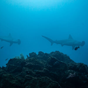 Two scalloped hammerhead sharks passing over a dark rocky ridge, El Cañón (San Benedicto), Revillagigedo, Mexico
