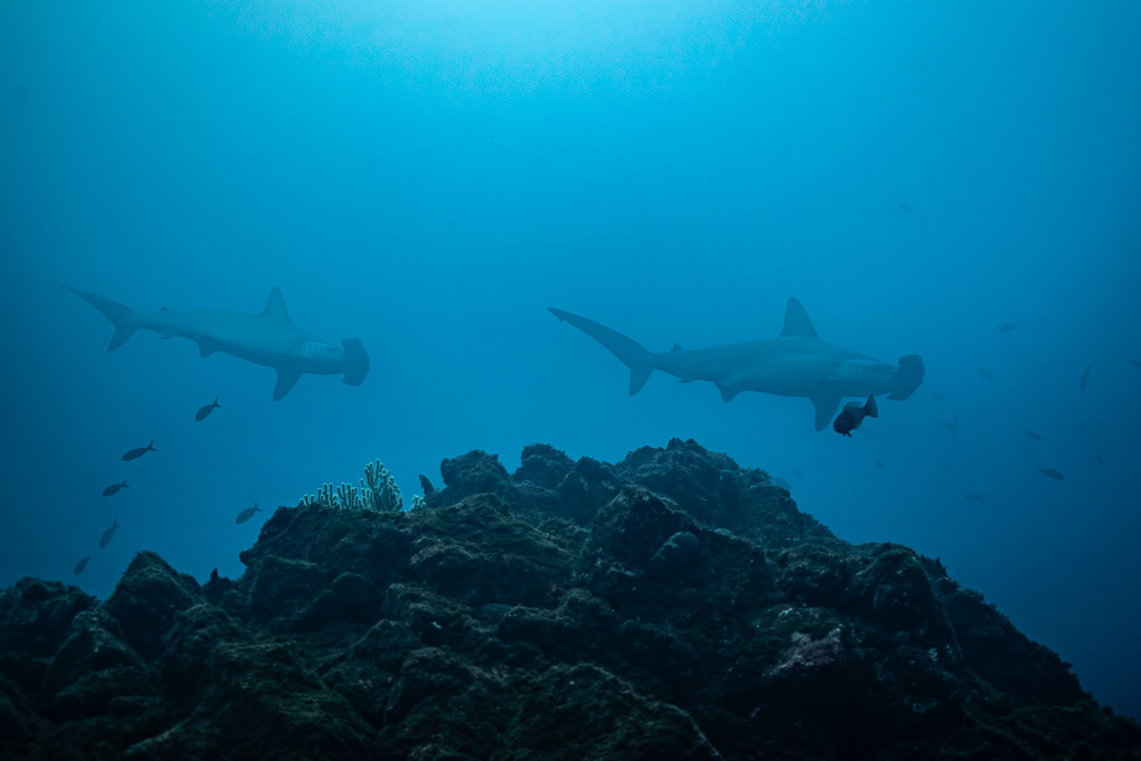 Two scalloped hammerhead sharks passing over a dark rocky ridge, El Cañón (San Benedicto), Revillagigedo, Mexico