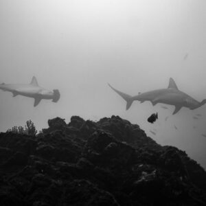 Black-and-white image of two scalloped hammerheads over a rocky ridge, El Cañón (San Benedicto), Revillagigedo, Mexico