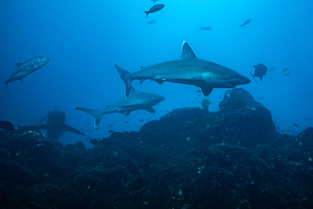 Three silvertip sharks circling above a volcanic reef with jacks, El Cañón (San Benedicto), Revillagigedo, Mexico
