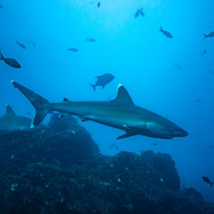 Two silvertip sharks crossing above the rocky reef among fish, El Cañón (San Benedicto), Revillagigedo, Mexico