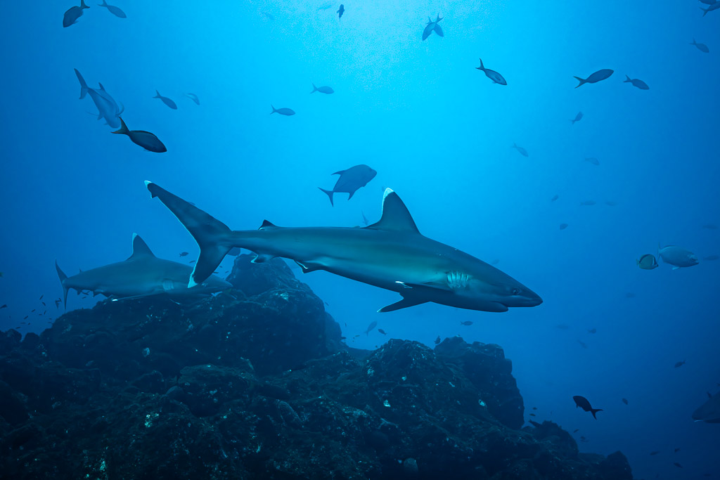 Two silvertip sharks crossing above the rocky reef among fish, El Cañón (San Benedicto), Revillagigedo, Mexico