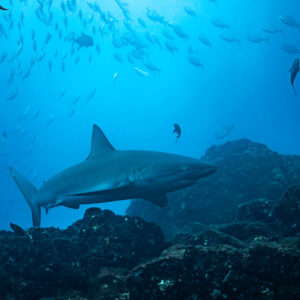 Requiem shark swimming over dark rocks beneath a large school of jacks, El Cañón (San Benedicto), Revillagigedo, Mexico