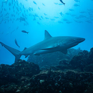 Requiem shark cruising above the reef crest under a school of jacks, El Cañón (San Benedicto), Revillagigedo, Mexico
