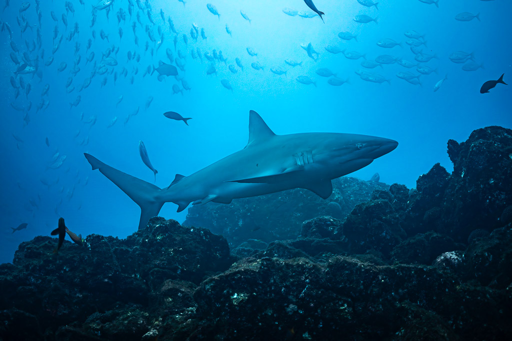 Requiem shark cruising above the reef crest under a school of jacks, El Cañón (San Benedicto), Revillagigedo, Mexico