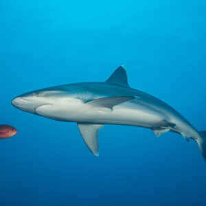 Silvertip shark in blue water with a red creolefish in front of it, El Cañón (San Benedicto), Revillagigedo, Mexico