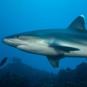 Close-up of silvertip shark showing its white-tipped dorsal fin, El Cañón (San Benedicto), Revillagigedo, Mexico