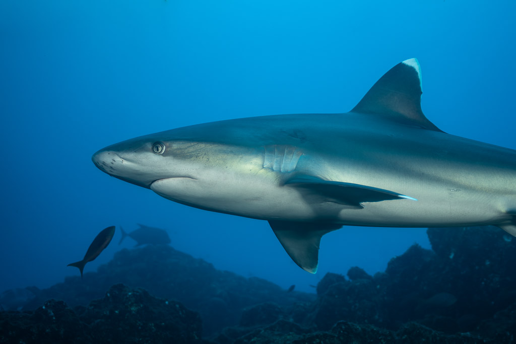 Close-up of silvertip shark showing its white-tipped dorsal fin, El Cañón (San Benedicto), Revillagigedo, Mexico