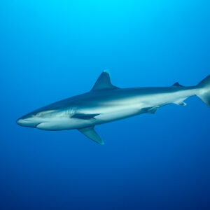 Silvertip shark in full profile against a gradient of blue water, El Cañón (San Benedicto), Revillagigedo, Mexico