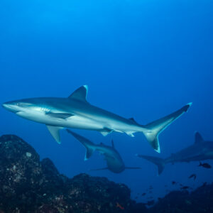 Silvertip shark leading two others above a dark rocky reef, El Cañón (San Benedicto), Revillagigedo, Mexico