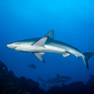 Silvertip shark seen from below with a second shark near the reef, El Cañón (San Benedicto), Revillagigedo, Mexico