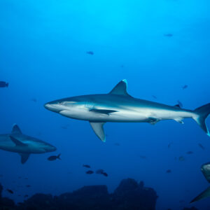 Trois requins pointe blanche patrouillant sur le récif, l’un venant vers l’objectif, El Cañón (San Benedicto), Revillagigedo, Mexique
