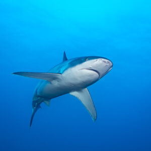 Silvertip shark turning toward the camera, seen from below in blue water, El Cañón (San Benedicto), Revillagigedo, Mexico