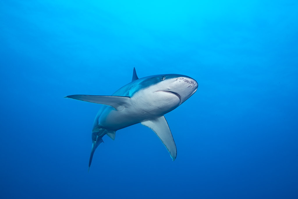 Silvertip shark turning toward the camera, seen from below in blue water, El Cañón (San Benedicto), Revillagigedo, Mexico