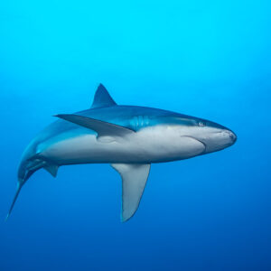 Silvertip shark banking in open blue water, belly and pectoral fins visible, El Cañón (San Benedicto), Revillagigedo, Mexico