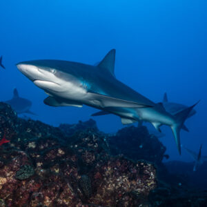 Shark swimming over red-encrusted rocks with other sharks behind, El Cañón (San Benedicto), Revillagigedo, Mexico