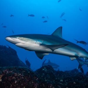 Requins