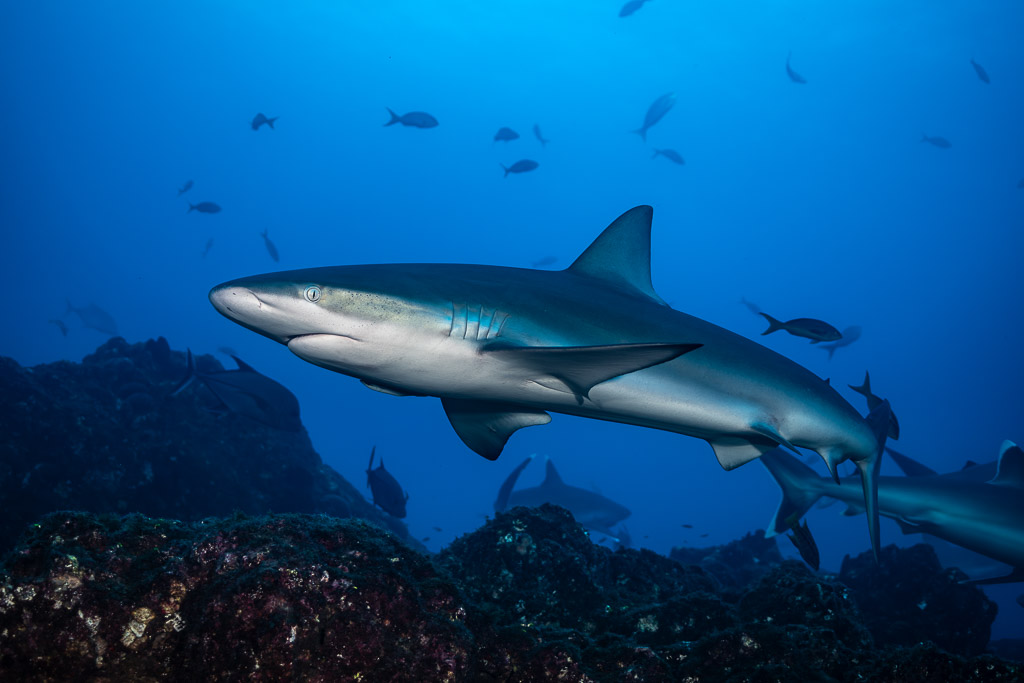 Shark passing low over the reef followed by several other sharks, El Cañón (San Benedicto), Revillagigedo, Mexico