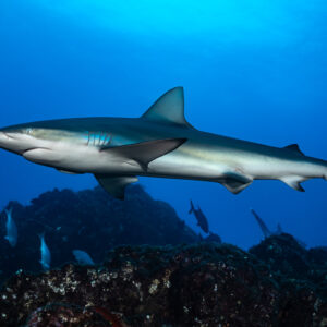 Silky shark in full side profile above the dark reef, El Cañón (San Benedicto), Revillagigedo, Mexico