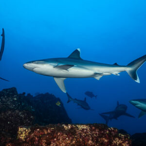 Silvertip shark among a group of sharks swirling over the reef, El Cañón (San Benedicto), Revillagigedo, Mexico
