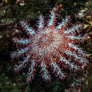 Crown-of-thorns starfish spread on a dark rocky surface, El Cañón (San Benedicto), Revillagigedo, Mexico
