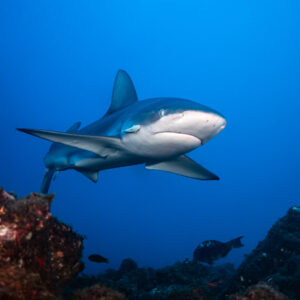 Shark with a remora approaching the camera between red rocks, El Cañón (San Benedicto), Revillagigedo, Mexico