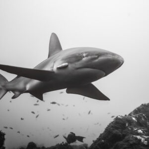 Black-and-white image of a shark with a remora seen from below, El Cañón (San Benedicto), Revillagigedo, Mexico