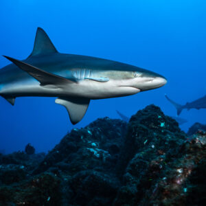 Shark turning above the reef with a second shark in the background, El Cañón (San Benedicto), Revillagigedo, Mexico