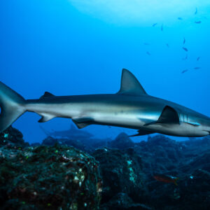 Silky shark gliding low over volcanic rocks, long side view, El Cañón (San Benedicto), Revillagigedo, Mexico