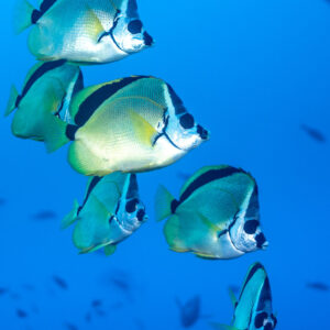 Group of five barberfish swimming in blue water, vertical, El Cañón (San Benedicto), Revillagigedo, Mexico