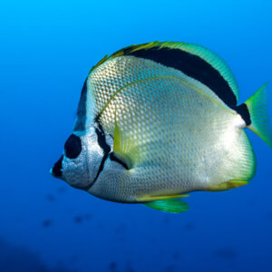 Close-up of a barberfish in open blue water, side view, El Cañón (San Benedicto), Revillagigedo, Mexico