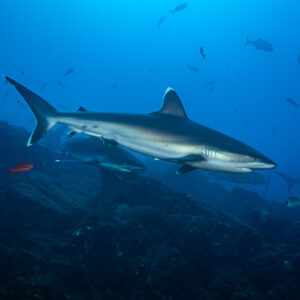Silvertip shark passing along a reef slope among other sharks, El Cañón (San Benedicto), Revillagigedo, Mexico