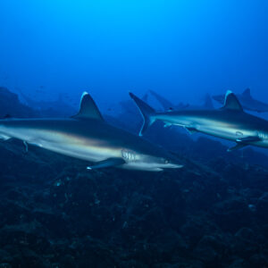 Two silvertip sharks swimming in line along a deep rocky slope, El Cañón (San Benedicto), Revillagigedo, Mexico