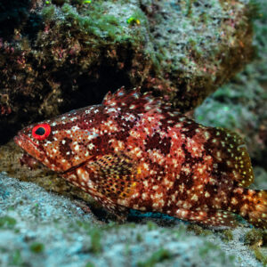 Red-spotted grouper with a red eye resting under a rock ledge, El Cañón (San Benedicto), Revillagigedo, Mexico