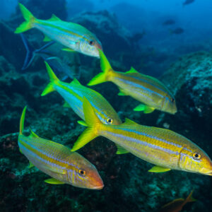 Small group of Mexican goatfish swimming over rocky reef, El Cañón (San Benedicto), Revillagigedo, Mexico
