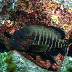 Dark barred Panama graysby sheltering at the foot of a pink rock, El Cañón (San Benedicto), Revillagigedo, Mexico