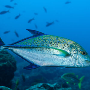 Bluefin trevally in full side view showing its blue-spotted flanks, El Cañón (San Benedicto), Revillagigedo, Mexico